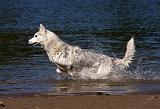 SIBERIAN HUSKY 548